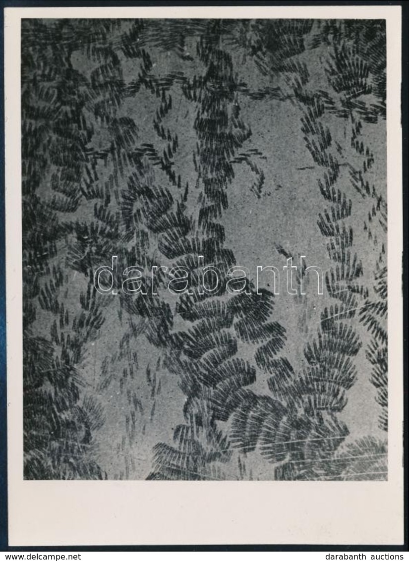 Cca 1935 Kinszki Imre (1901-1945) Budapesti Fotóművész  Pecséttel Jelzett Vintage Fotóművészeti Alkotása (3x Makrofotó), - Autres & Non Classés