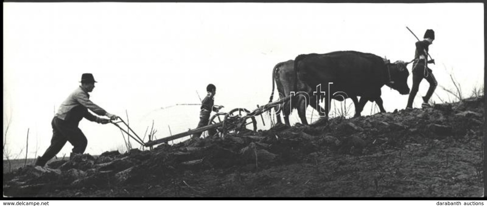 1980 Erőss Péter Erdélyi Fotóművész Pecséttel Jelzett, Vintage Fotóművészeti Alkotása (Szántás), 16x39 Cm - Autres & Non Classés