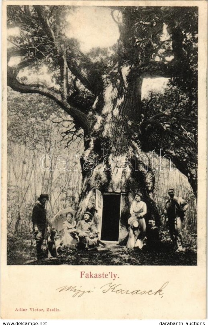 T2 Zselíz, Zeliezovce; Fakastély. Adler Victor / Tree Castle + '1903 TERGENYE' - Non Classés