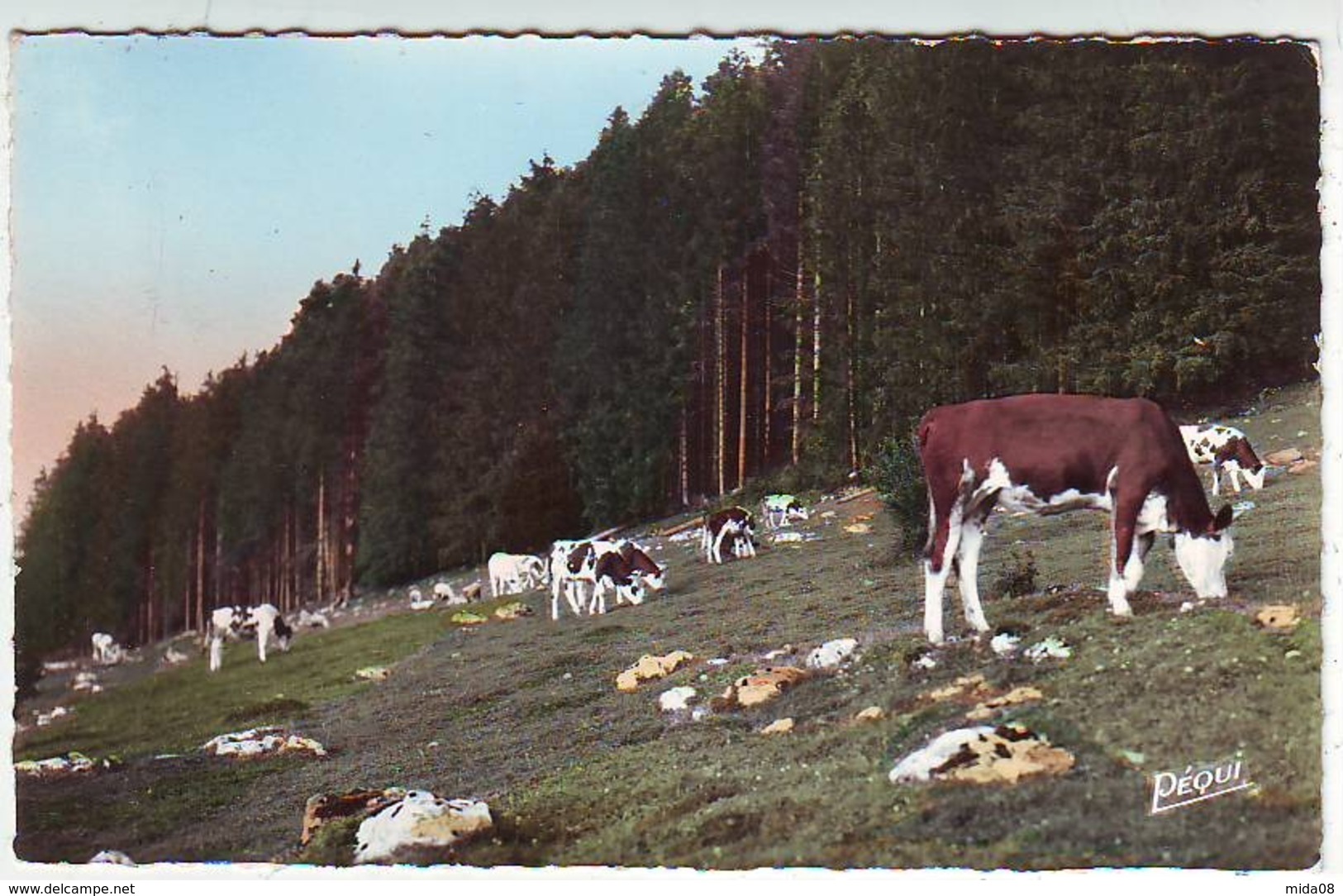 25. FRANCHE COMTE . PÂTURAGE DU HAUT DOUBS . VACHES  . Editeur PEQUIGNOT . Format 140 X 88 Mm - Autres & Non Classés