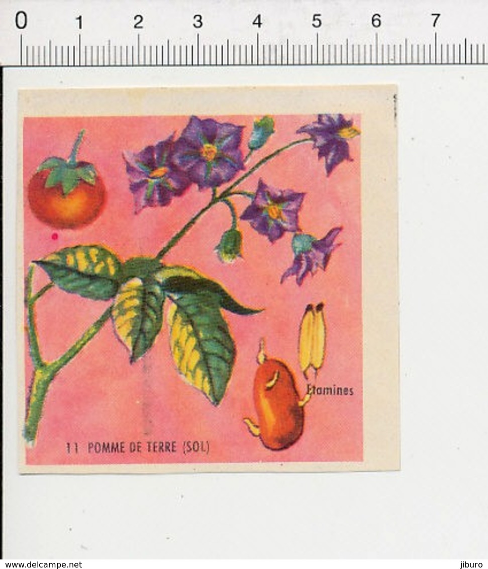 Image Papier Botanique Pomme De Terre Légume Fleur IM 14/46 - Autres & Non Classés