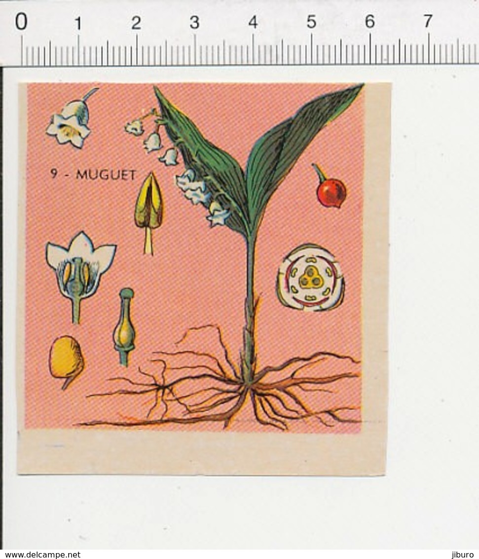 Image Papier Botanique Le Muguet Fleur IM 14/46 - Autres & Non Classés