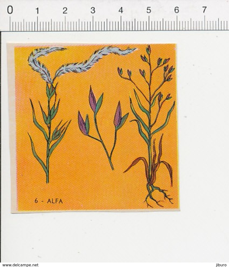 Image Papier Botanique Alfa Plante Herbacée Herbe IM 14/46 - Autres & Non Classés