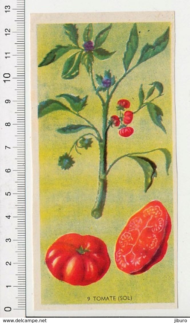 Image Papier Botanique Tomate Fruit Plante Légume Fleur CP 1/201 - Autres & Non Classés