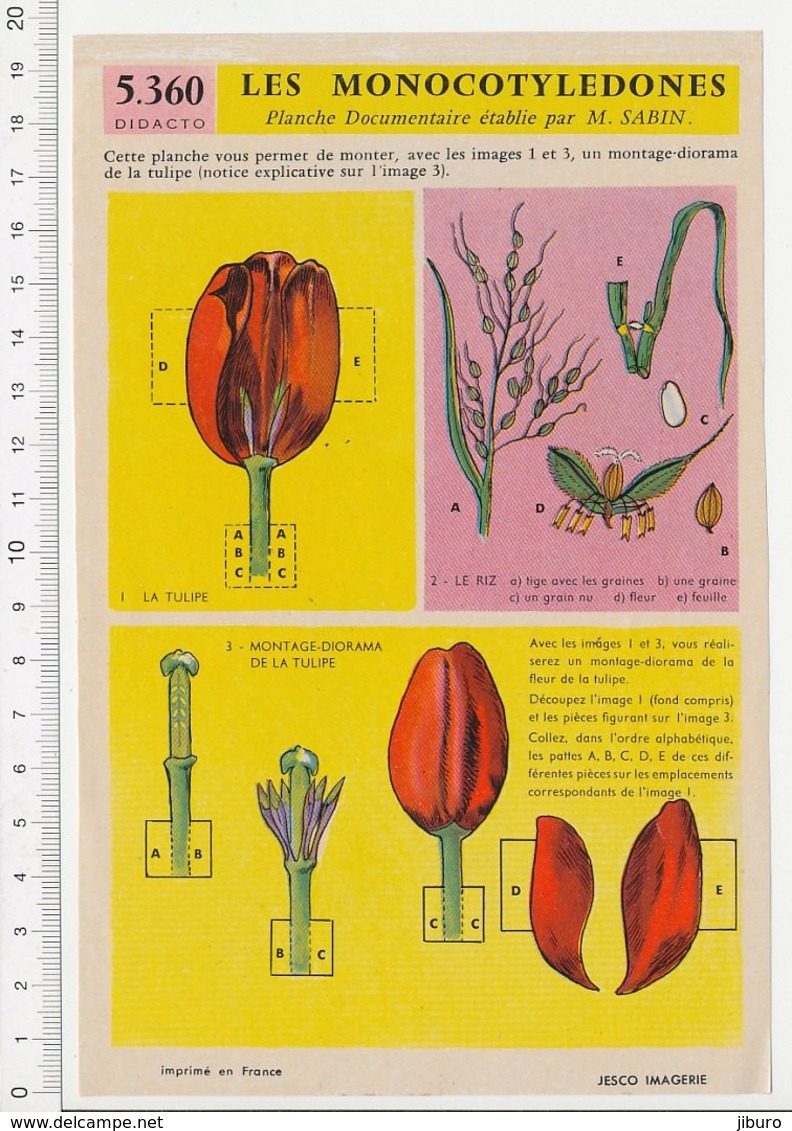 Image Papier Botanique Montage Diorama Tulipe Plante Fleur + Riz Céréale 226CH20 - Autres & Non Classés