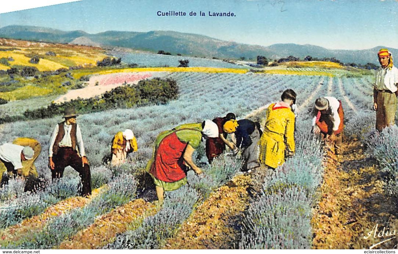 Thème  Métiers .    Agriculture .. Côte D'Azur    Cueillette Et Distillation De La Lavande  Lot De 3 Cartes (voir Scan) - Culture