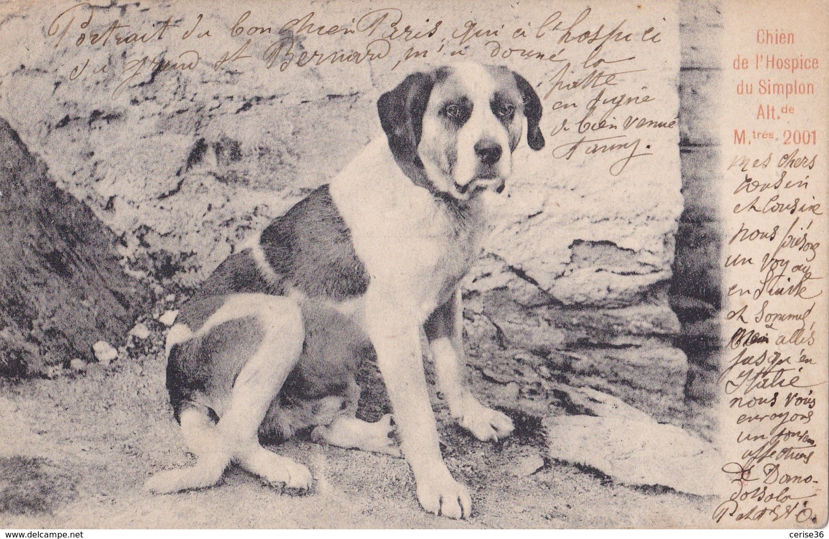 Chien De L'Hospice Du Simplon Circulée En 1904 Voir Verso - Simplon