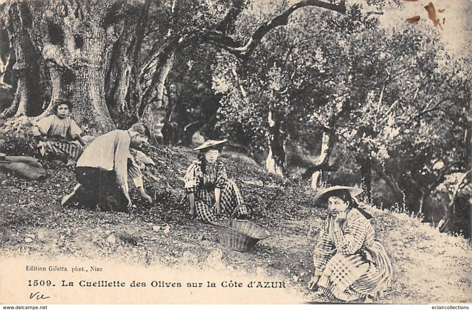 Thème  Métiers .    Agriculture .. Côte D'Azur    Cueillette Des Olives     Lot De 7 Cartes (voir Scan) - Cultures