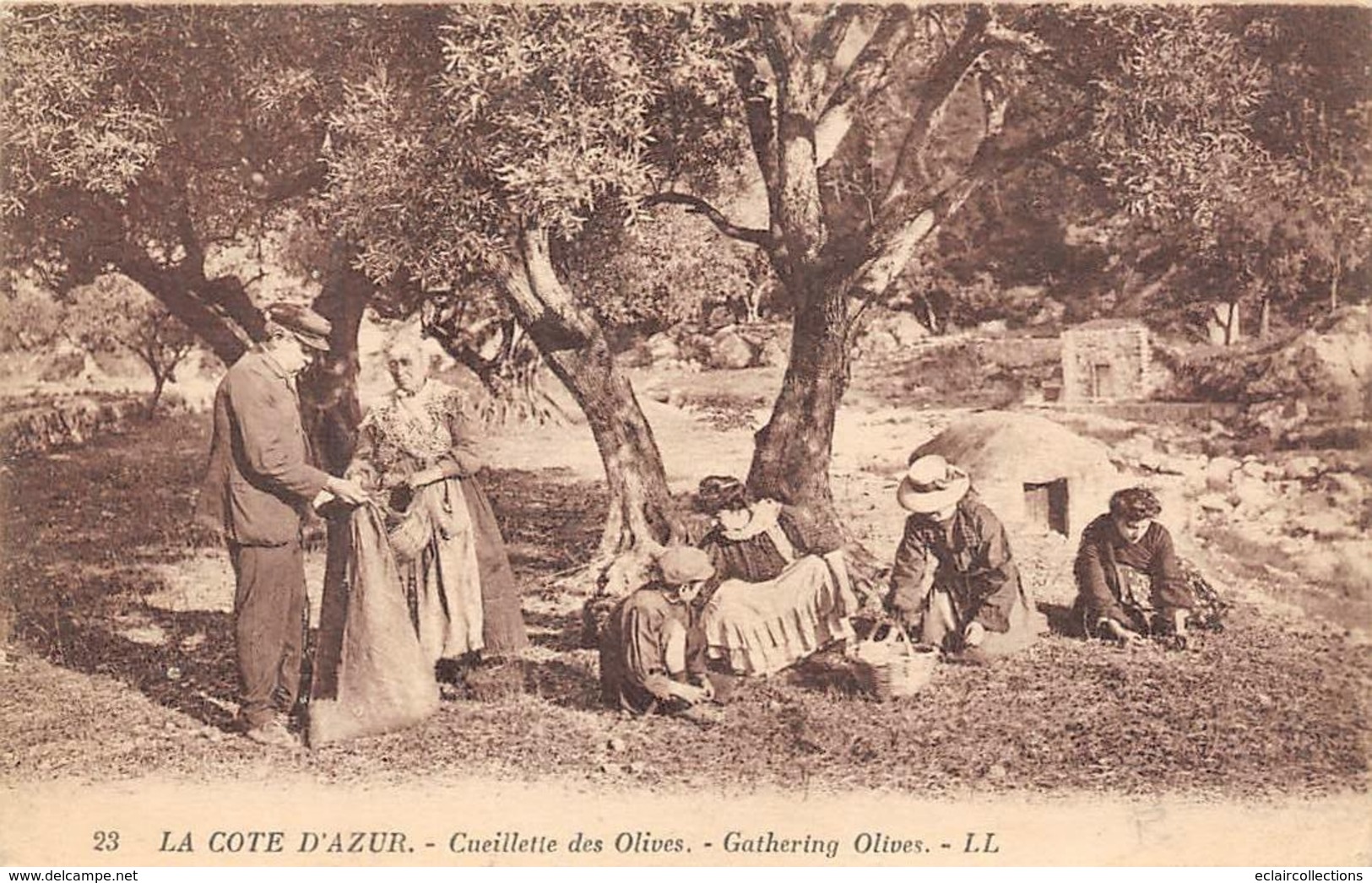 Thème  Métiers .    Agriculture .. Côte D'Azur    Cueillette Des Olives     Lot De 7 Cartes (voir Scan) - Cultivation