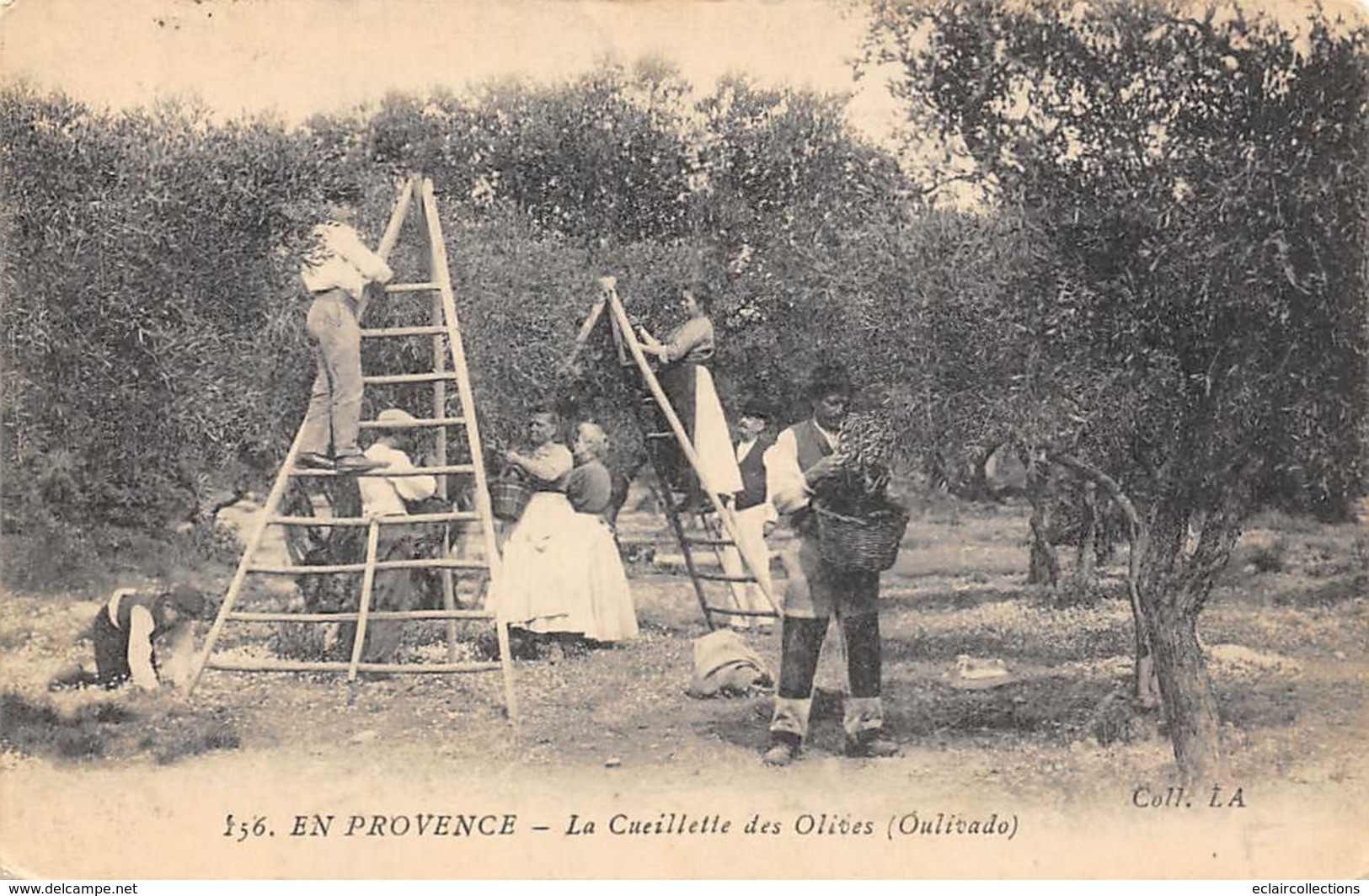 Thème  Métiers .    Agriculture .. Côte D'Azur    Cueillette Des Olives     Lot De 7 Cartes (voir Scan) - Culture