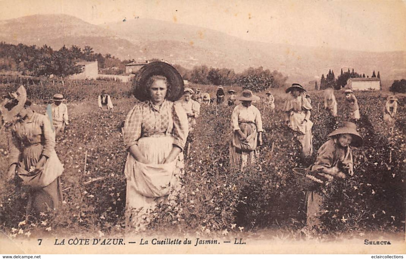 Thème  Métiers .    Agriculture .. Côte D'Azur    Cueillette Du Jasmin      Lot De 3 Cartes (voir Scan) - Culture