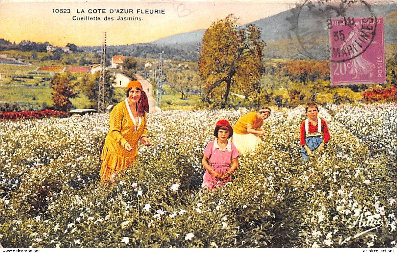 Thème  Métiers .    Agriculture .. Côte D'Azur    Cueillette Du Jasmin      Lot De 3 Cartes (voir Scan) - Cultivation