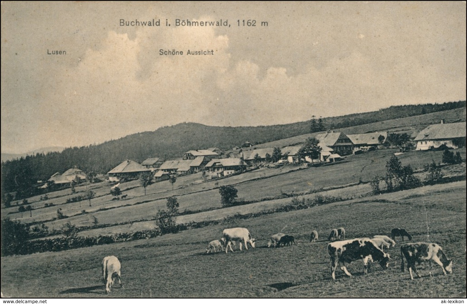 Buchwald Böhmerwald Bučina (Kvilda) Stadt   Kühe Prachatitz Außergefild 1913 - República Checa