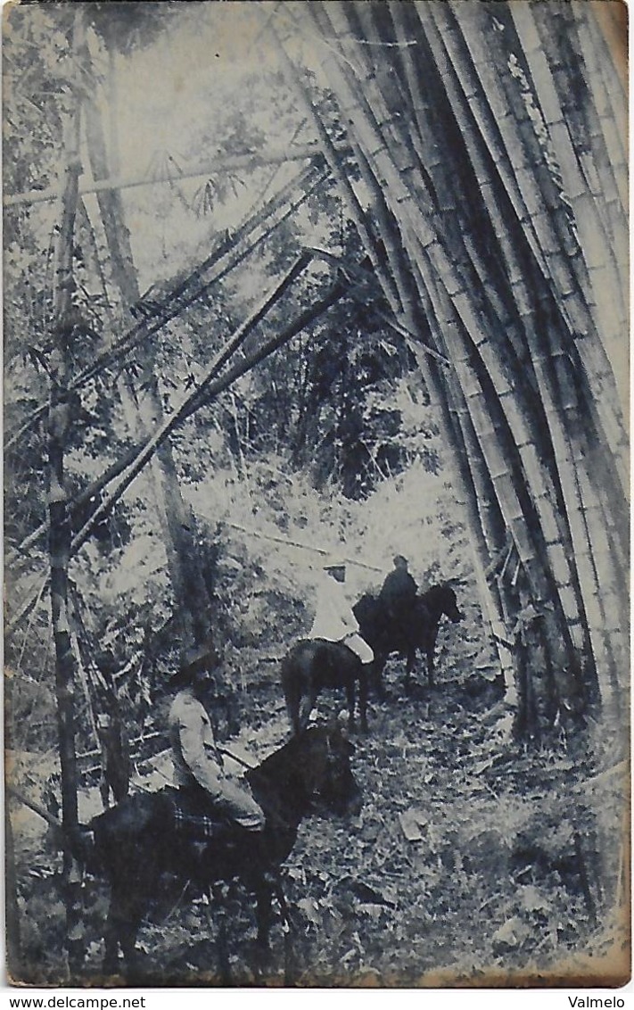 Timor Português - Trecho De Um Bambual - Big Oblique Fold Bottom - East Timor