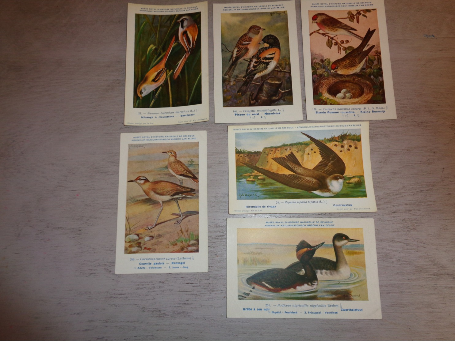 Beau Lot De 10 Cartes Postales Oiseaux  Oiseau  Illustrateur H.Dupond     Mooi Lot Van 10 Postkaarten Van Vogels  Vogel - 5 - 99 Cartes