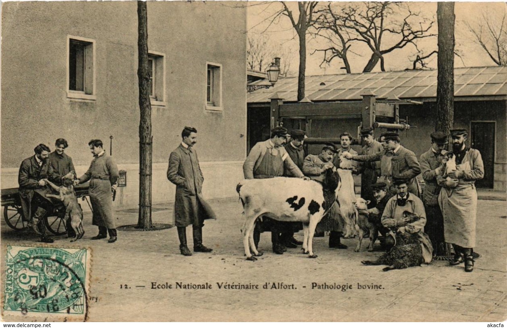 CPA École Nat. Veterinaire D'ALFORT Pathologie Bovine. (509422) - Maisons Alfort