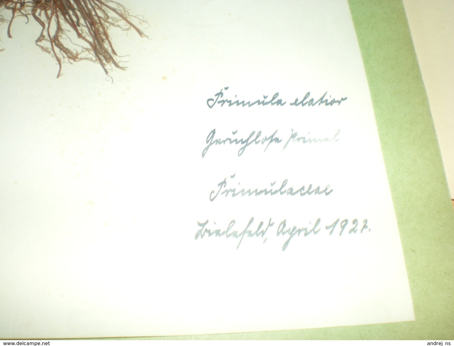 Old Herbarium Salicaceae 1927 - Other & Unclassified