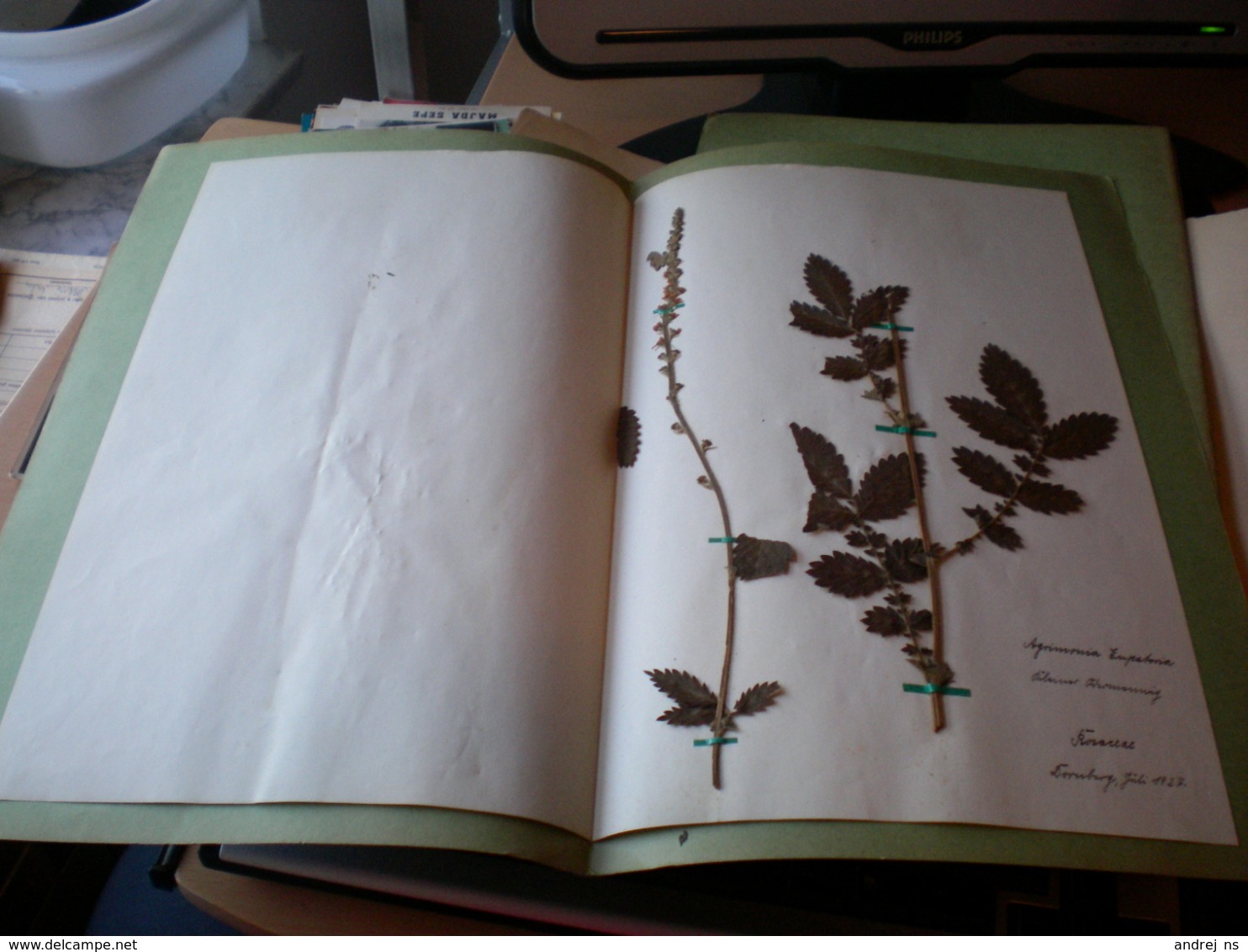 Old Herbarium Hyperiaceae 1927 - Otros & Sin Clasificación