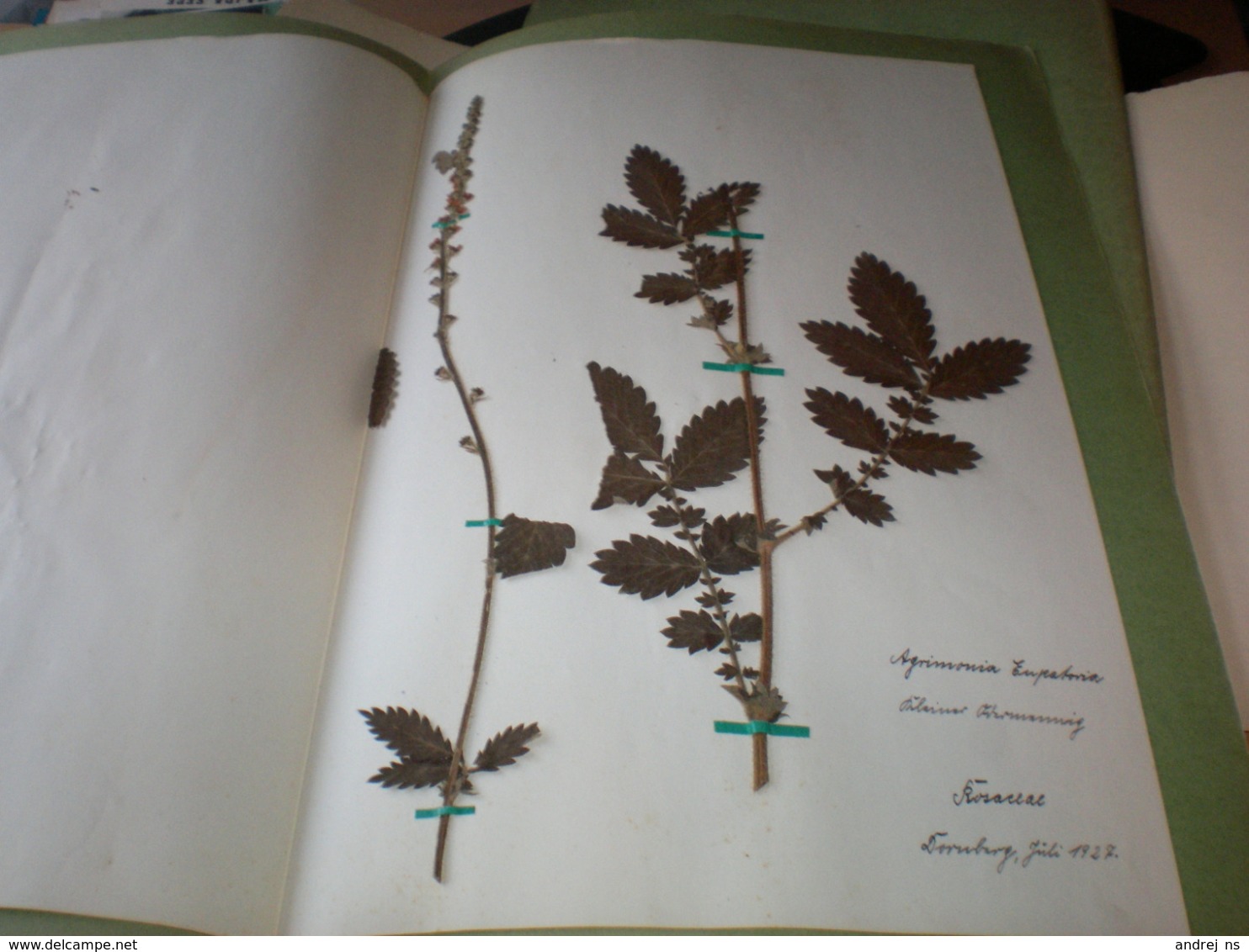 Old Herbarium Hyperiaceae 1927 - Otros & Sin Clasificación