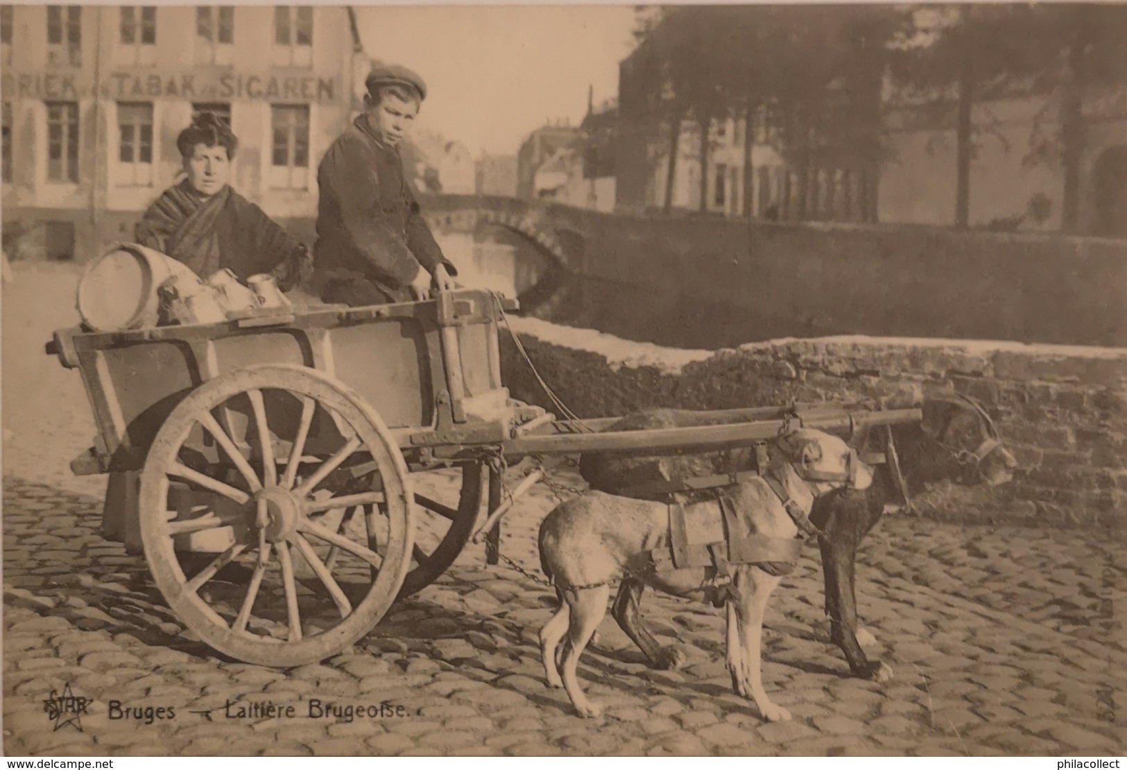 Brugge - Bruges // Laitierie Brugeoise ( Hondenkar - Attelage Du Chien) 19?? Ed. Star - Brugge