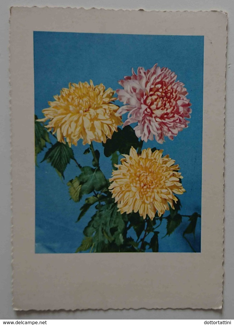 FIORE - DALIA ? - DAHLIA - DAHLIEN - Germany 1956 -   Vg - Fiori