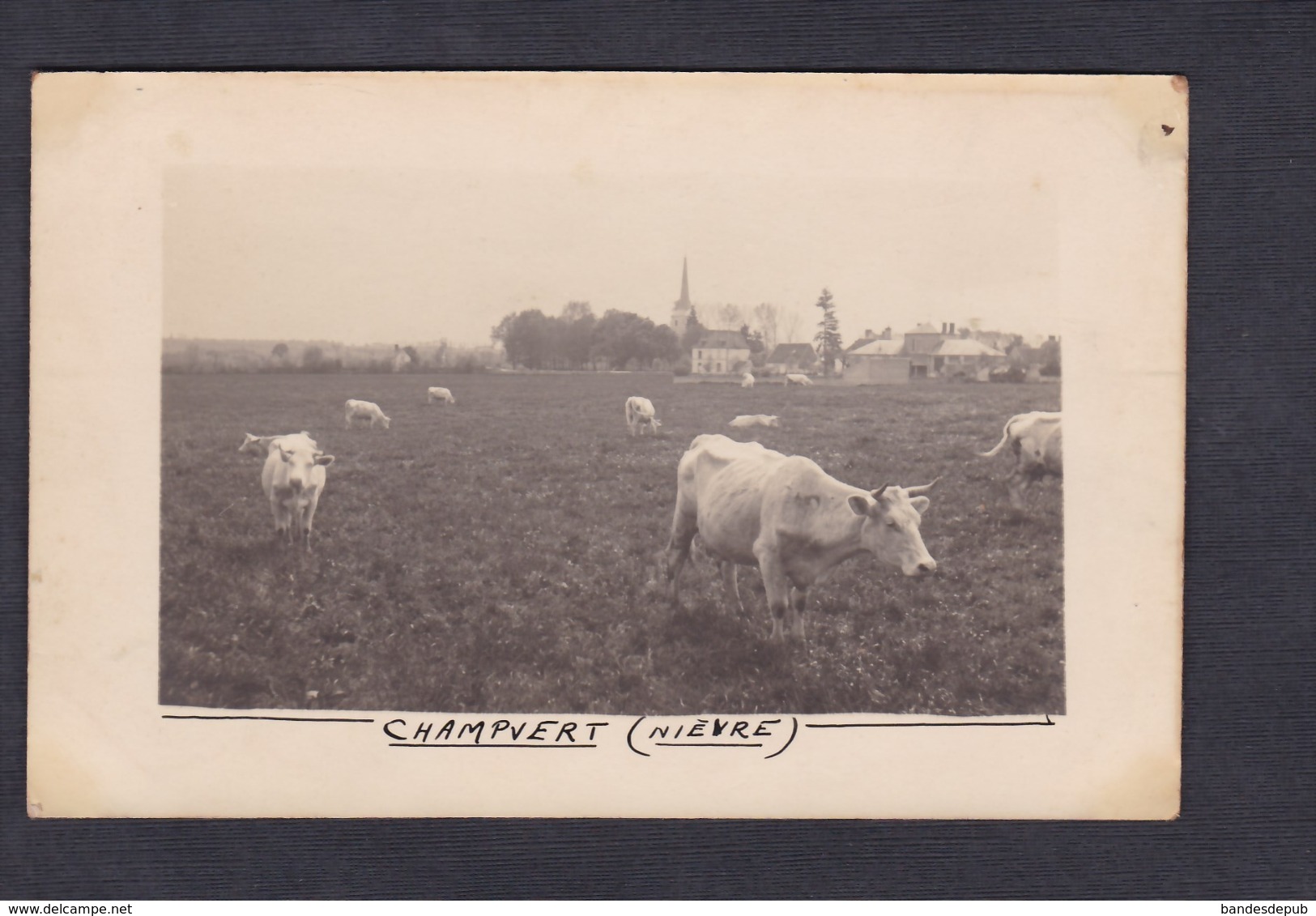 Carte Photo  Champvert (58) Vue Generale Et Vaches Dans Le Pré écrite Par Soldat Guerre 14-18 - Autres & Non Classés