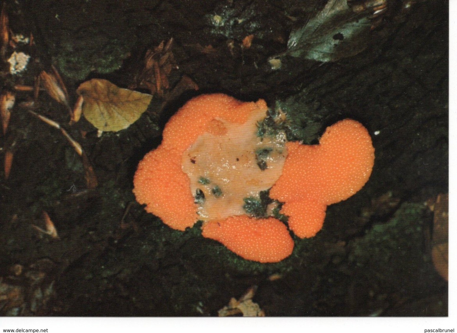 TUBIFERA FERUGINOSA - Funghi