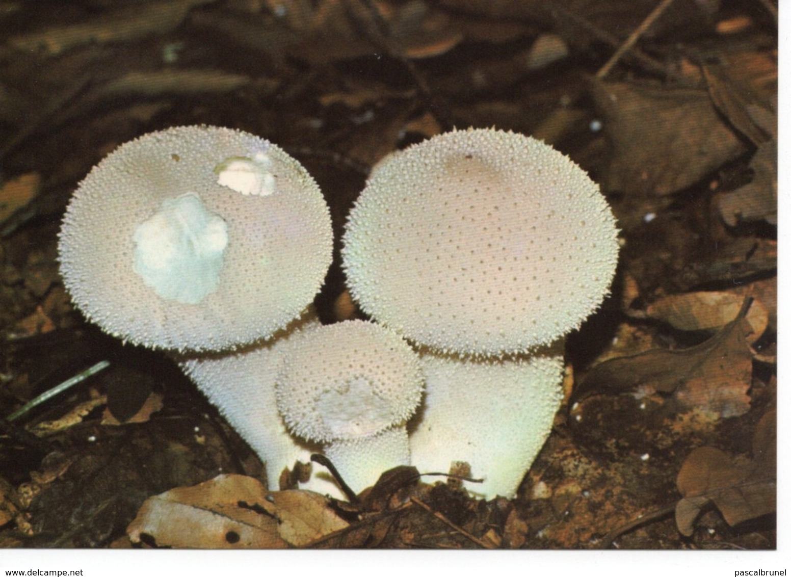 LYCOPERDON PERLATUM - VESSE DE LOUP - Mushrooms