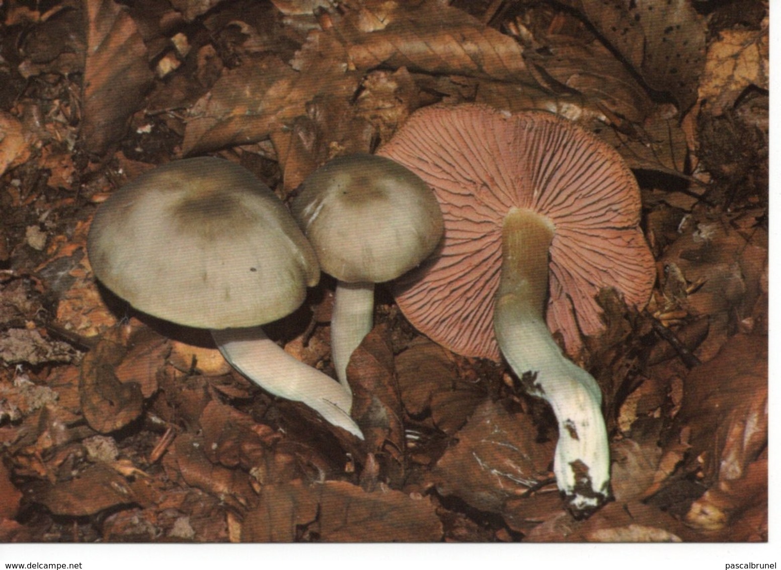 RHODOPHYLLUS RHODOPOLLUS - ENTOLOME GRIS ROSÂTRE - Mushrooms