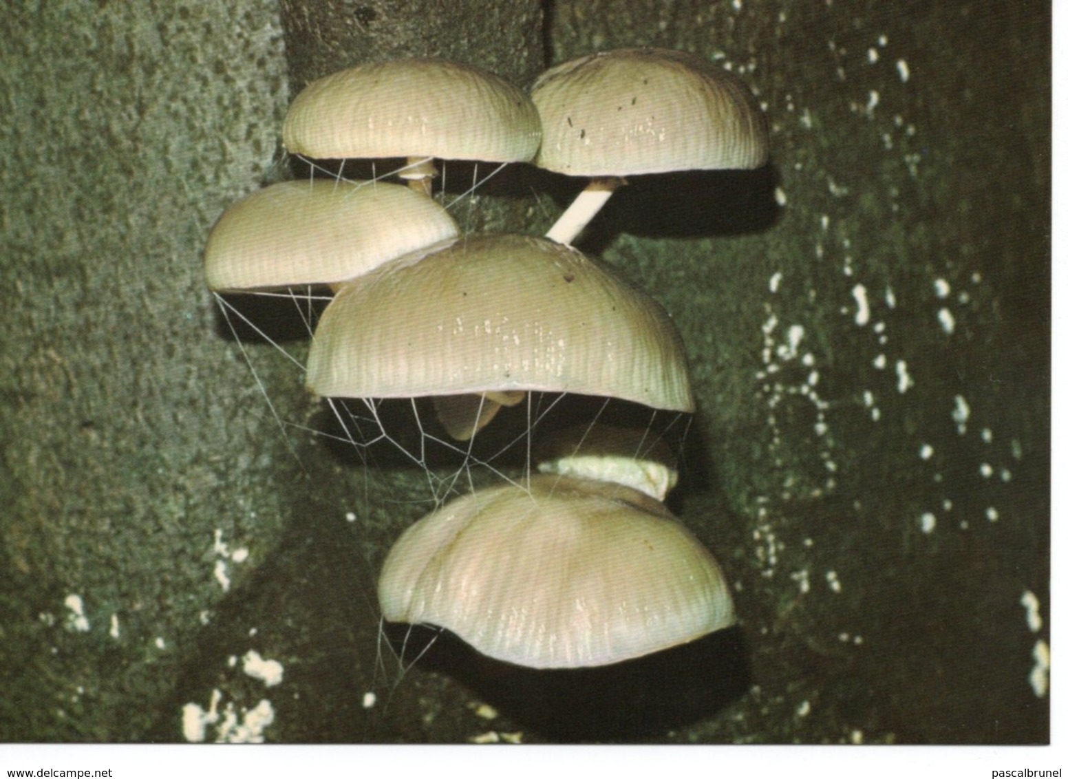 OUDEMANSIELLA MUCIDA - OUDEMANSIELLE MUCIDE - Funghi