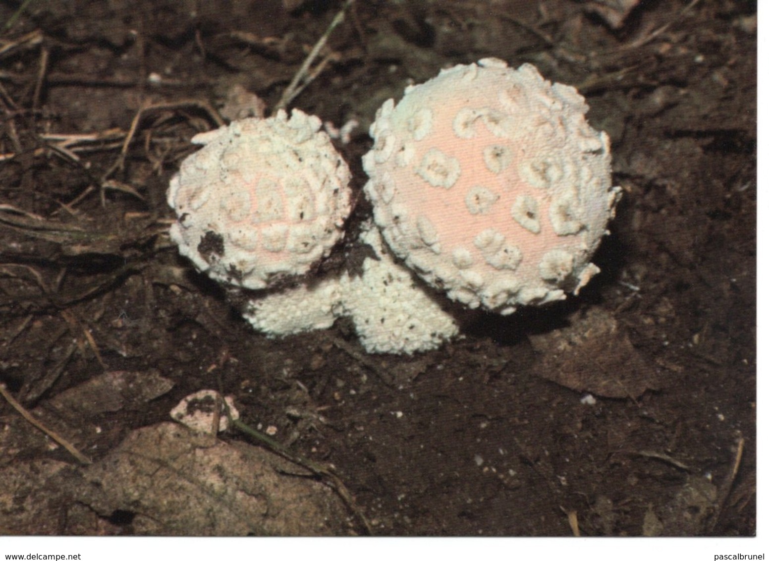 LYCOPERDON CAELATUM - LYCOPERDON CISELÉ - Funghi