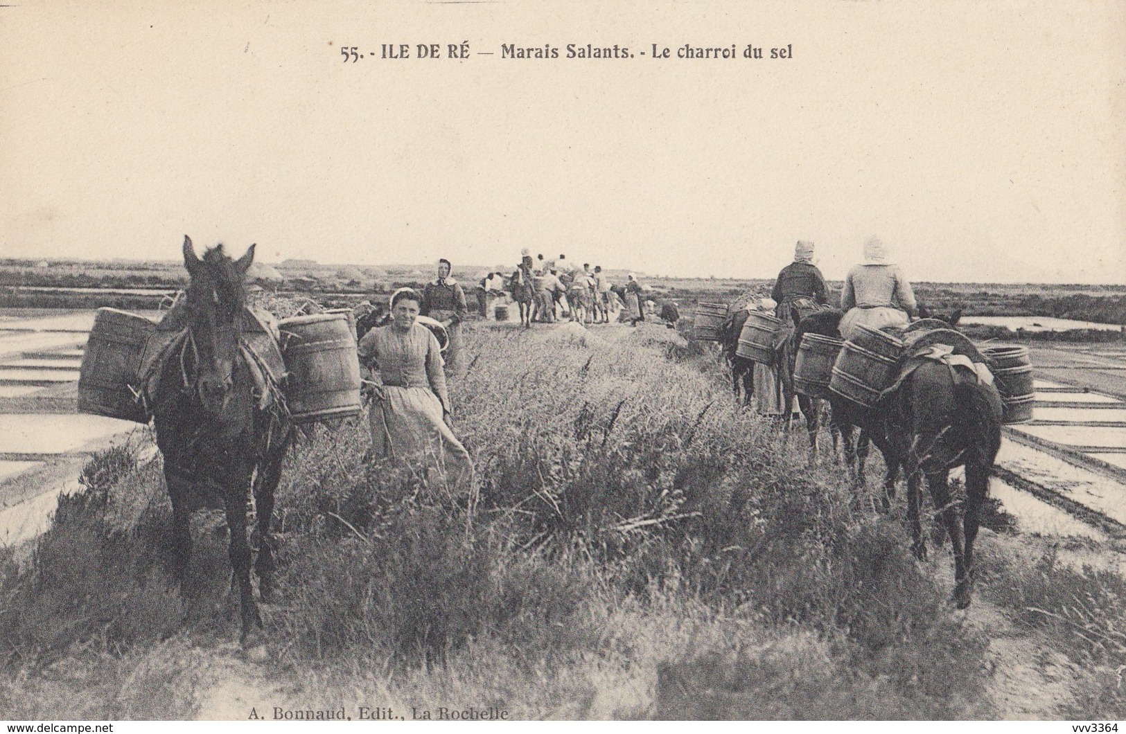 ILE DE RE: Marais Salants - Le Charroi Du Sel - Ile De Ré