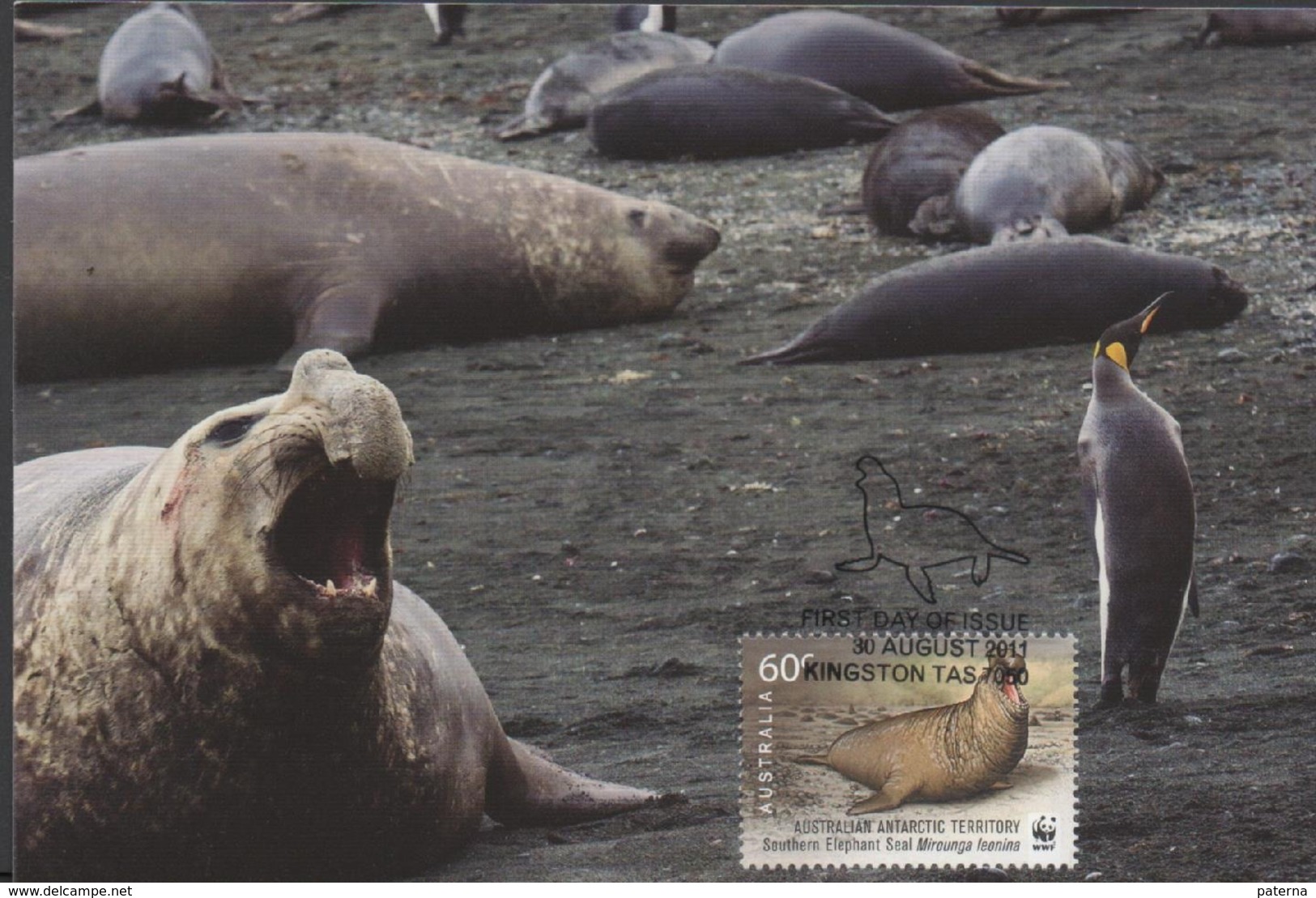 3446  Máxima  Kingston 2011, Southern Éléphant Seal., Elefante Marino Del Sur. - Cartes-Maximum (CM)