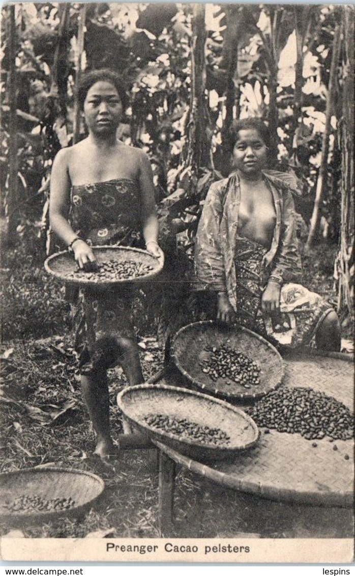 ASIE  - INDE - Preanger Cacao Peisters - India