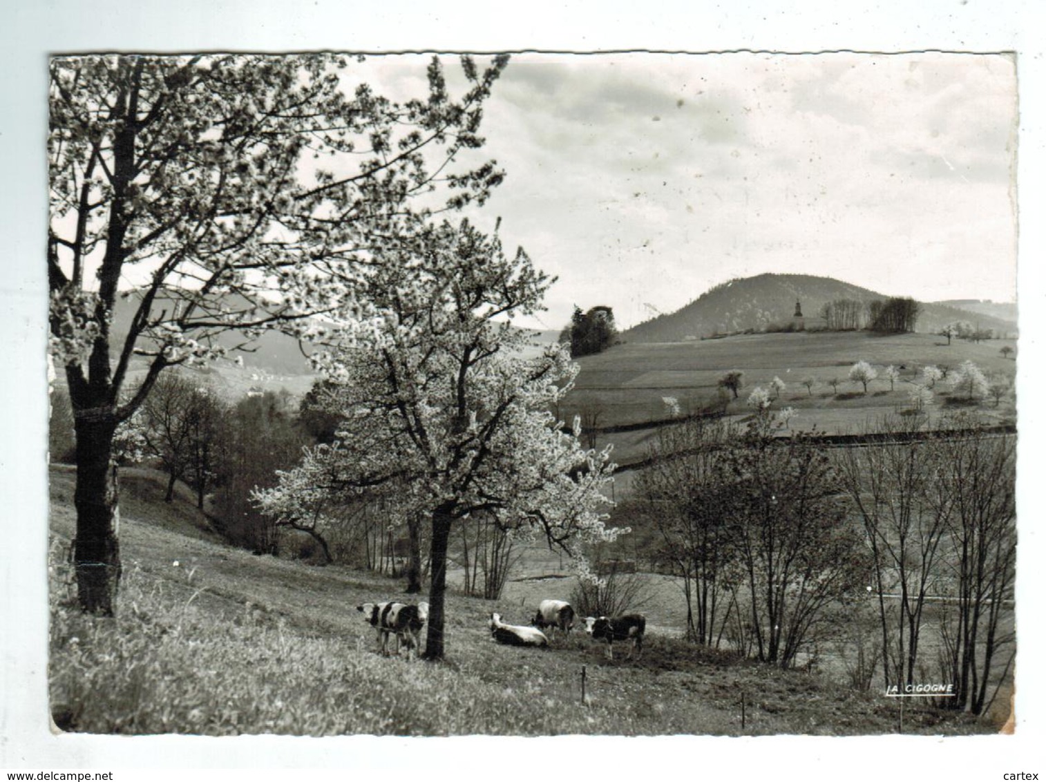 23699  CPM   ORBEY - REMOMONT : Printemps Au " Saut De La Truite "    Carte Photo 1968 -- 2 SCANS !! - Orbey