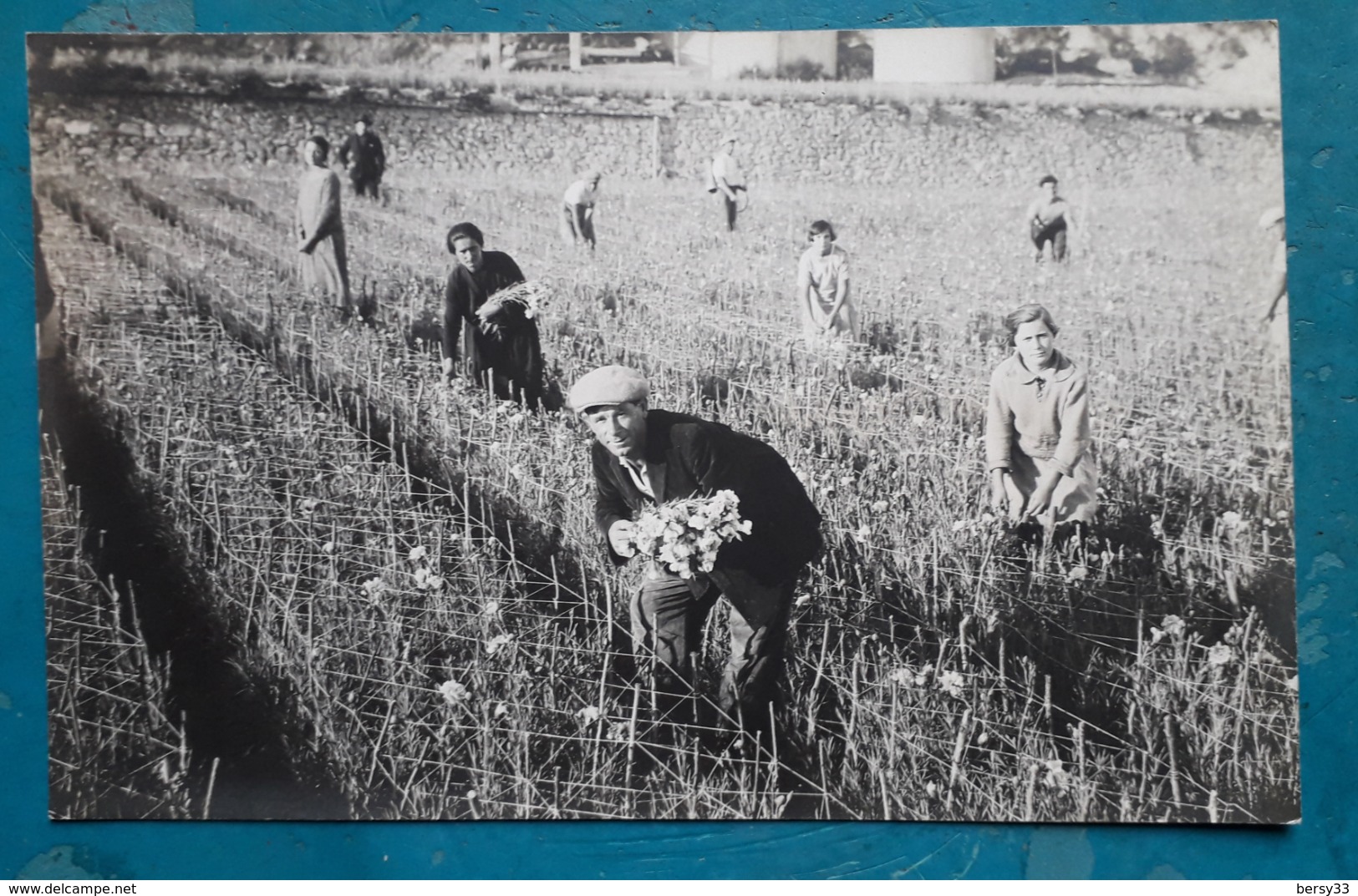 CPA - Carte Photo - FOTO Di E. Benigni - Bordighera - Récolte Des Fleurs (ouvriers) - Imperia