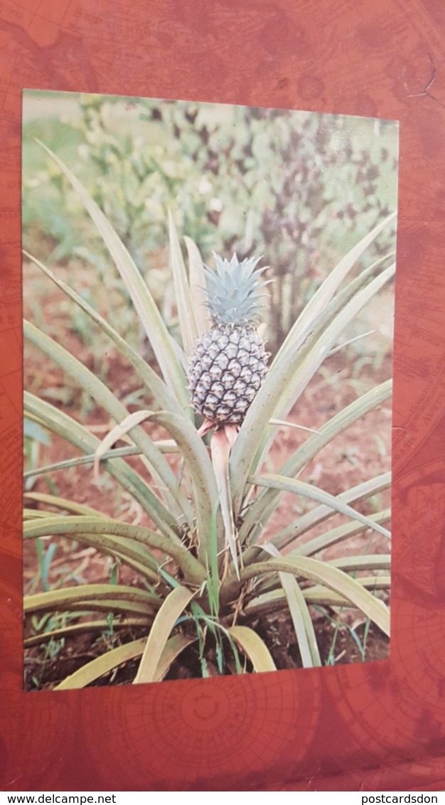 Uganda. Pineapple  - Old Postcard - Uganda