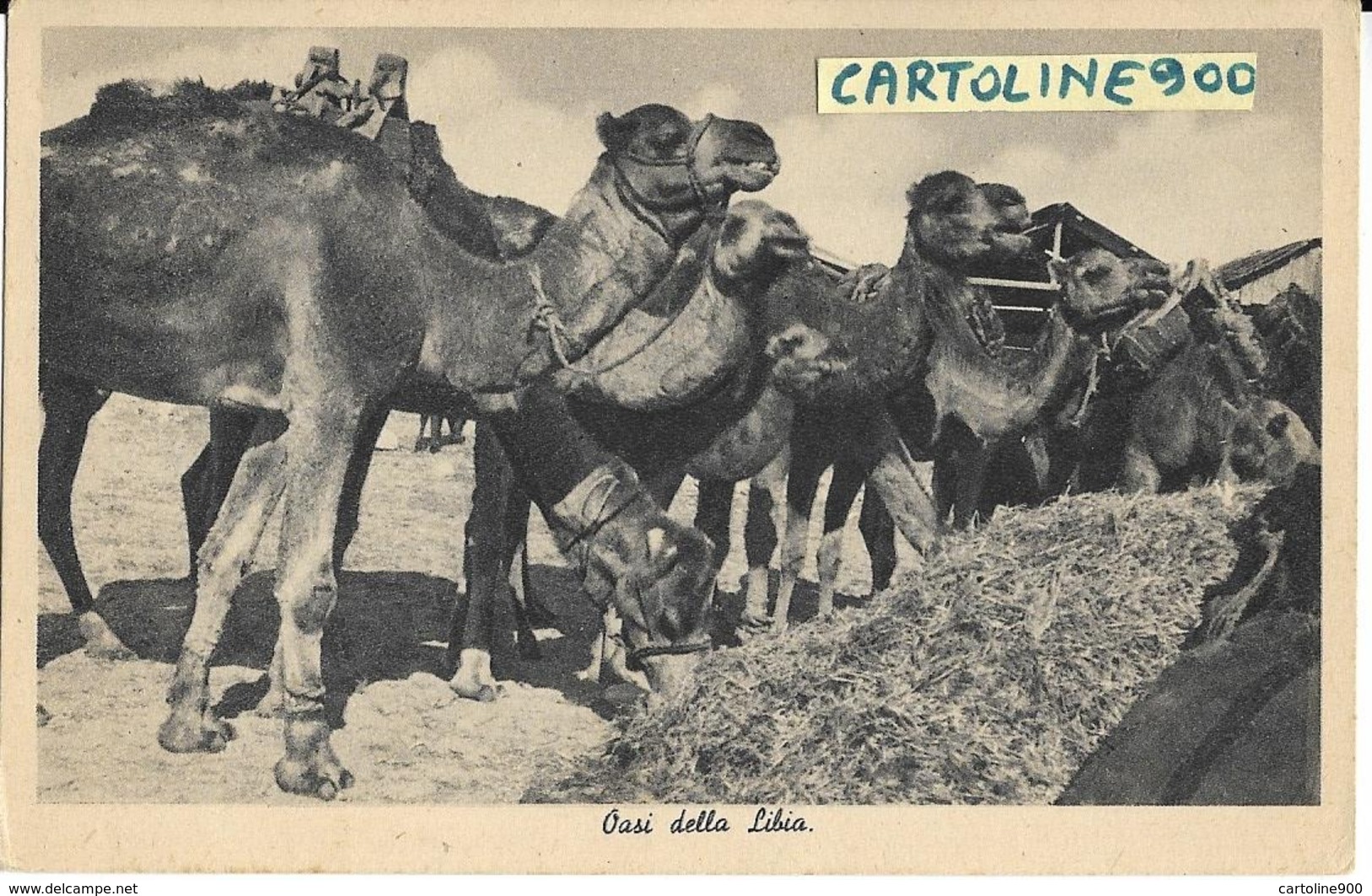 Libia Colonia Italiana Colonie Italiane Oasi Della Libia Veduta Di Cammelli E Drometari  Nel Deserto ( F.picc/v.retro) - Libia