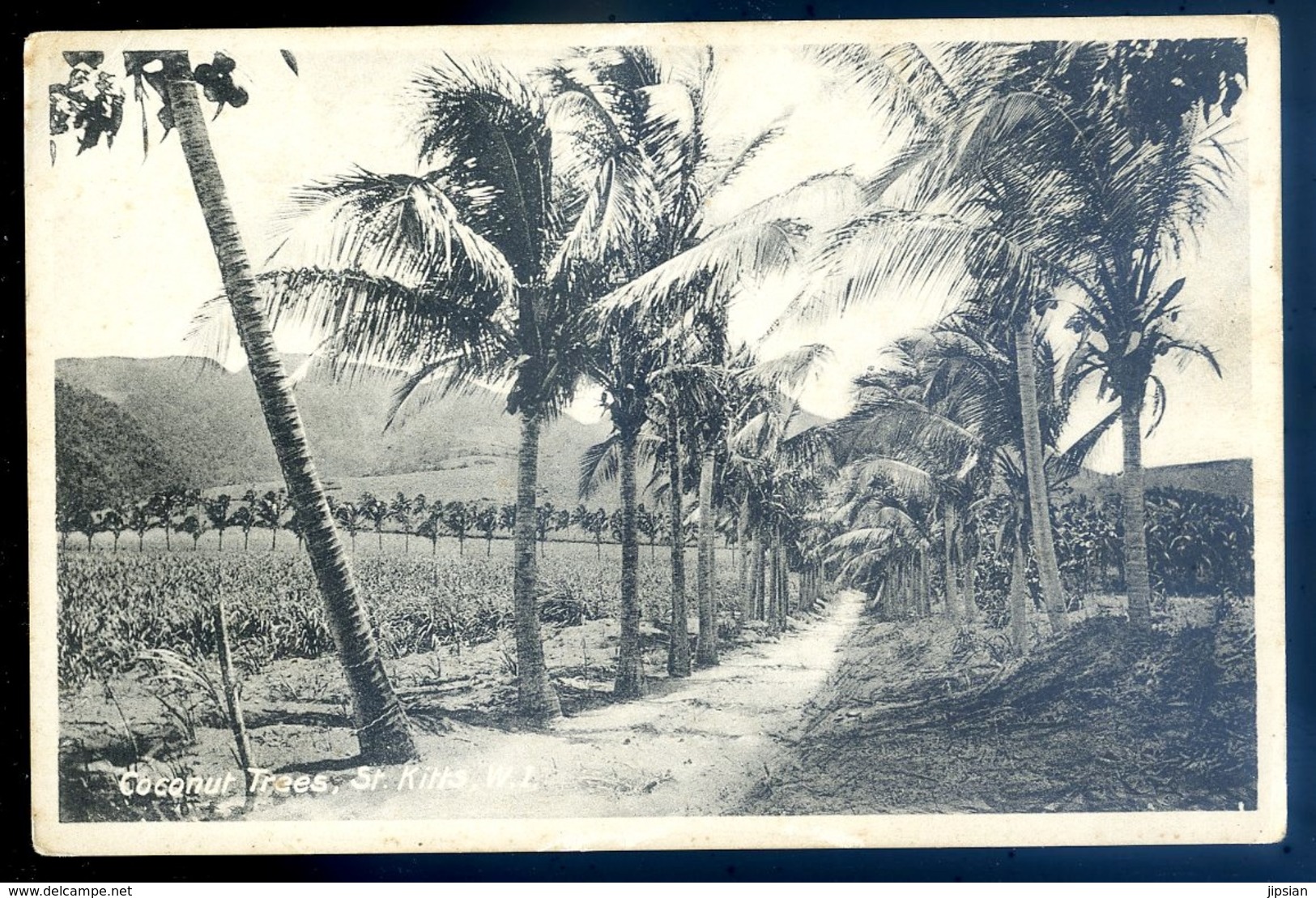 Cpa Des Antilles Saint Christophe Et Niévès St Kitts Coconut Trees W.I.    LZ74 - Saint Kitts And Nevis