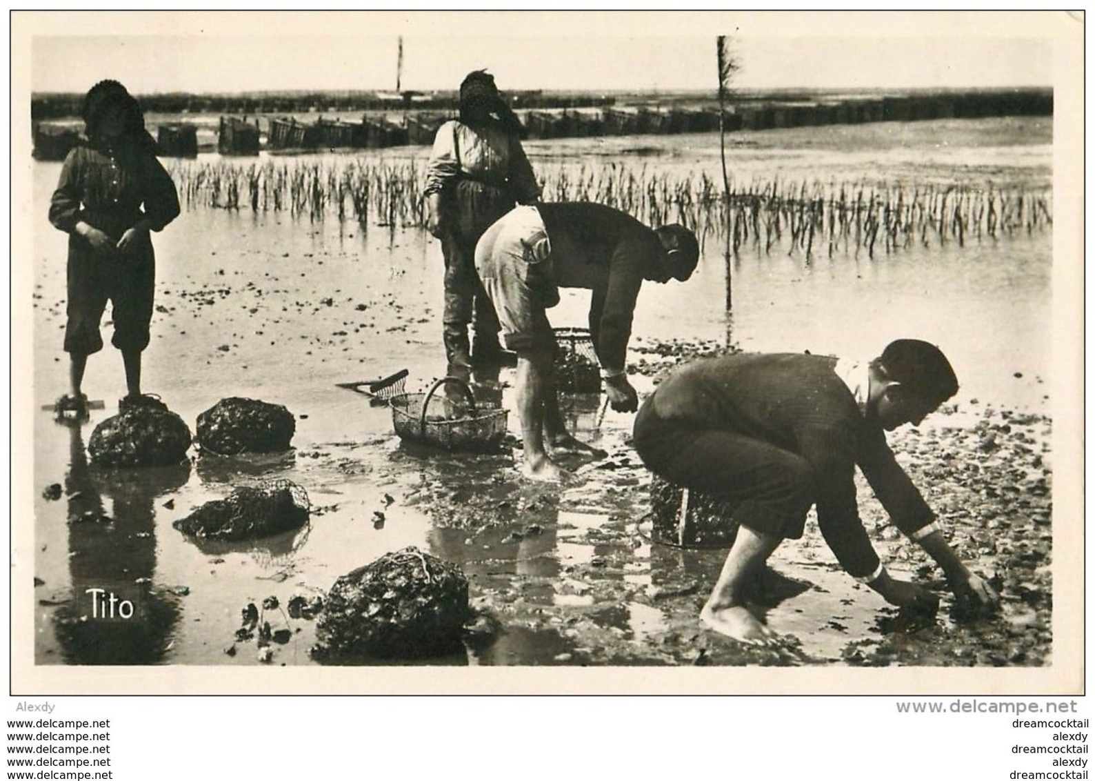 Photo Cpsm Cpm 33 ARCACHON. La Pêche Aux Huître. Edition Tito. Crustacés Et Métiers De La Mer - Arcachon