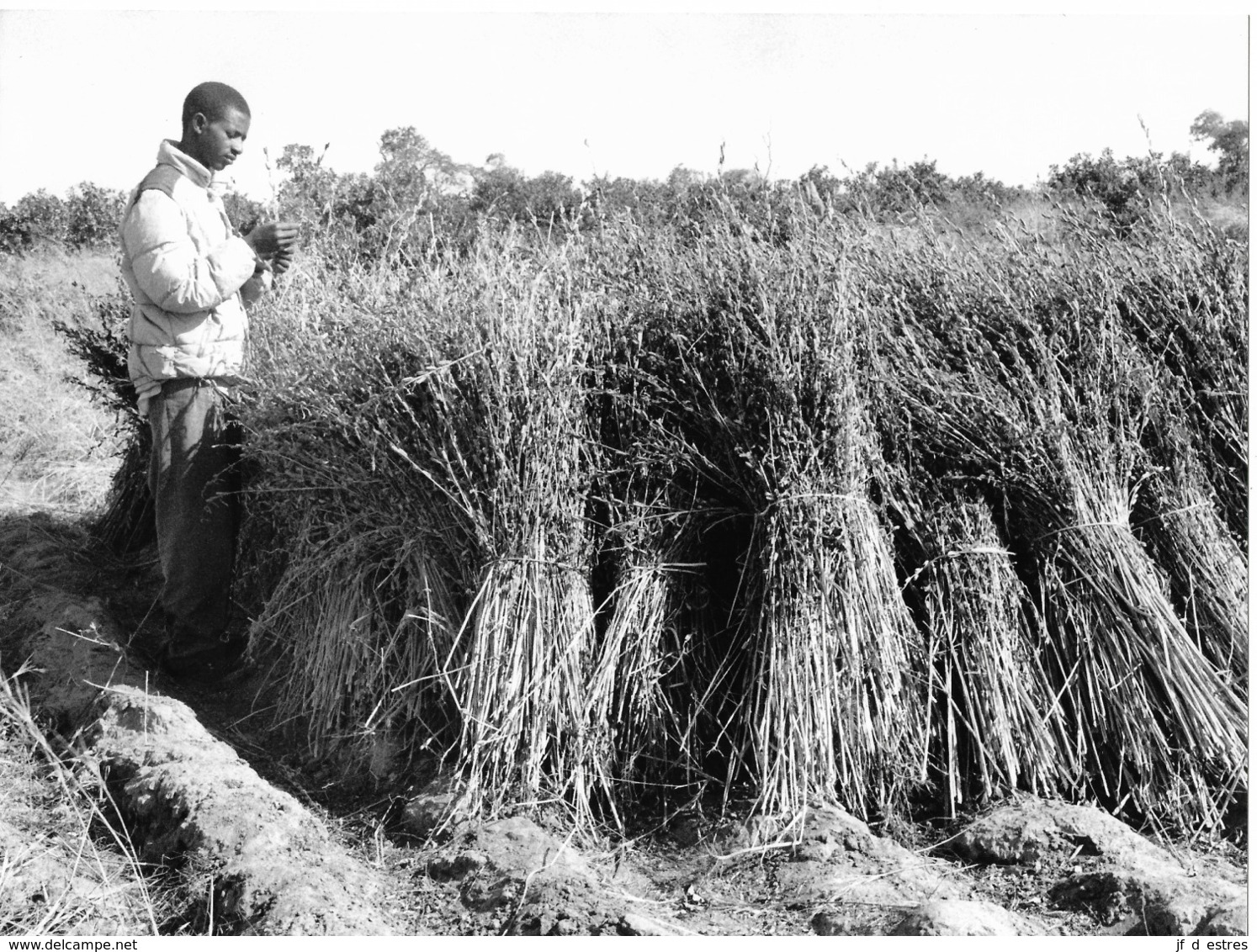 Photo Sénégal. Casamance Récolte De Sésame à Faoun Années 1990   Vivant Univers - Afrique