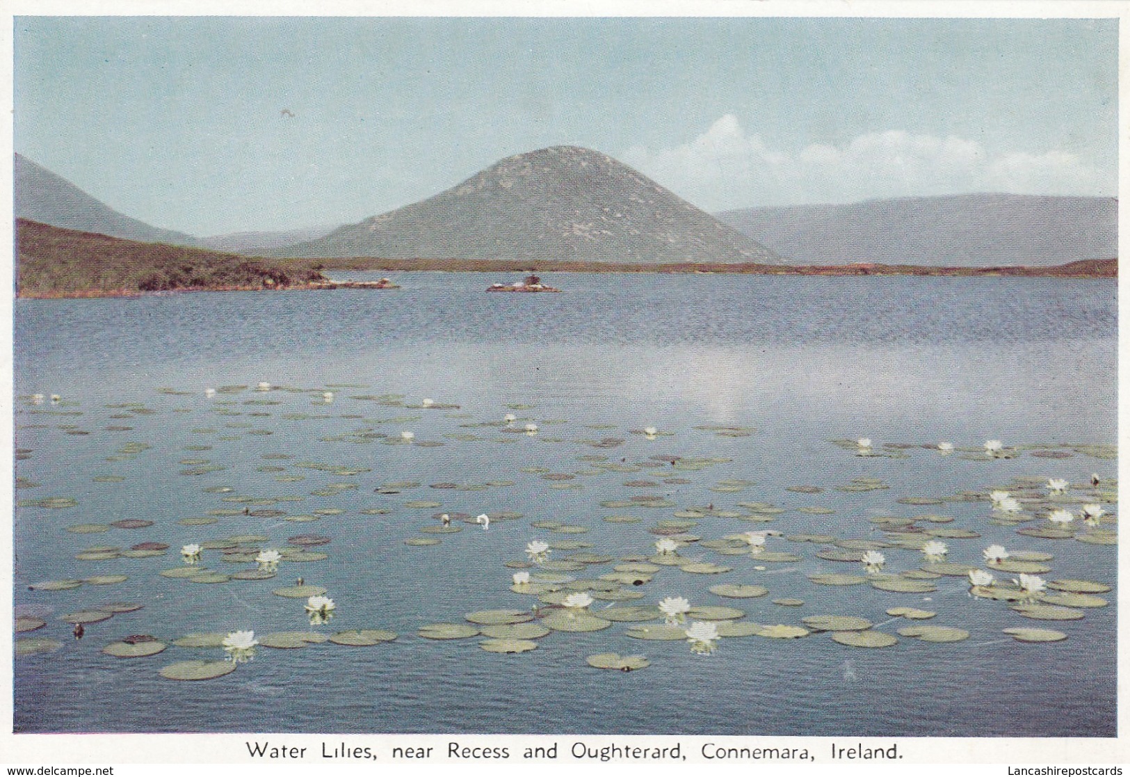 Postcard Water Lilies Near Recess And Oughterard Connemara Ireland My Ref  B23846 - Galway
