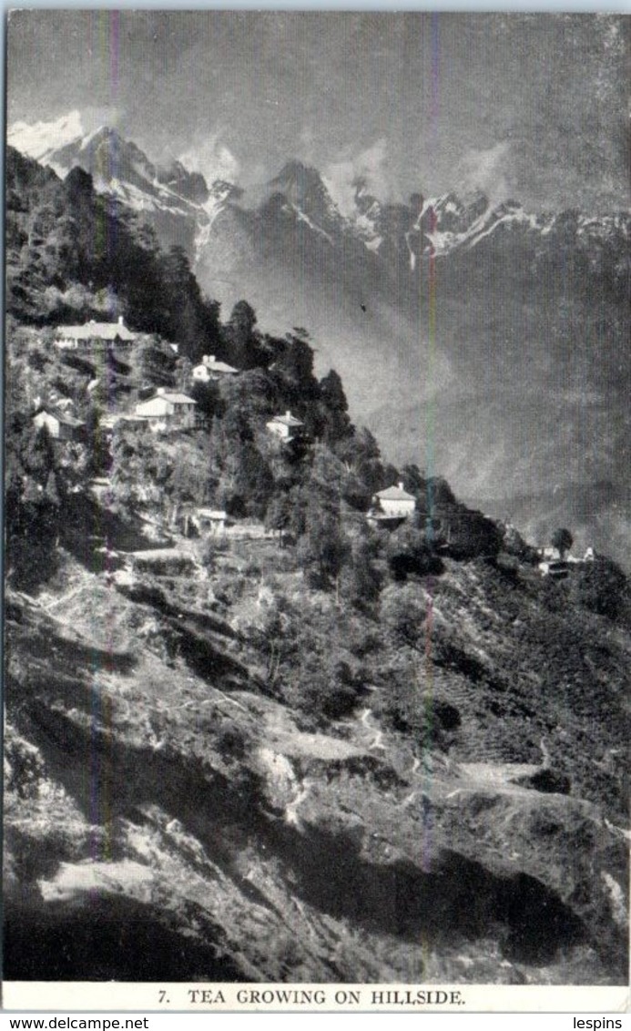 ASIE  - INDE -- Tea Growing On Hillside - India