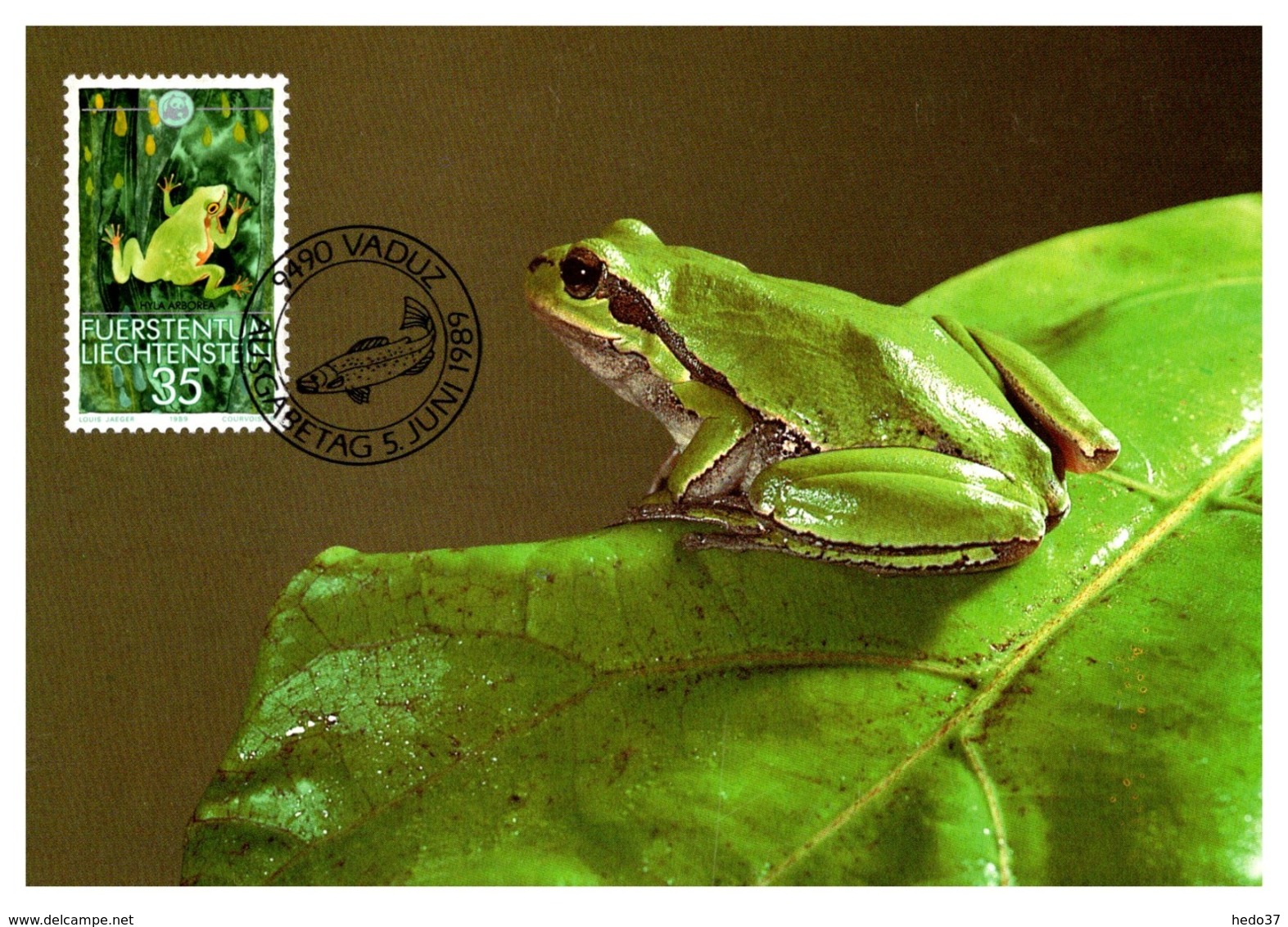 Thème Animaux - Grenouille - Liechtenstein Carte Maximum - Frogs