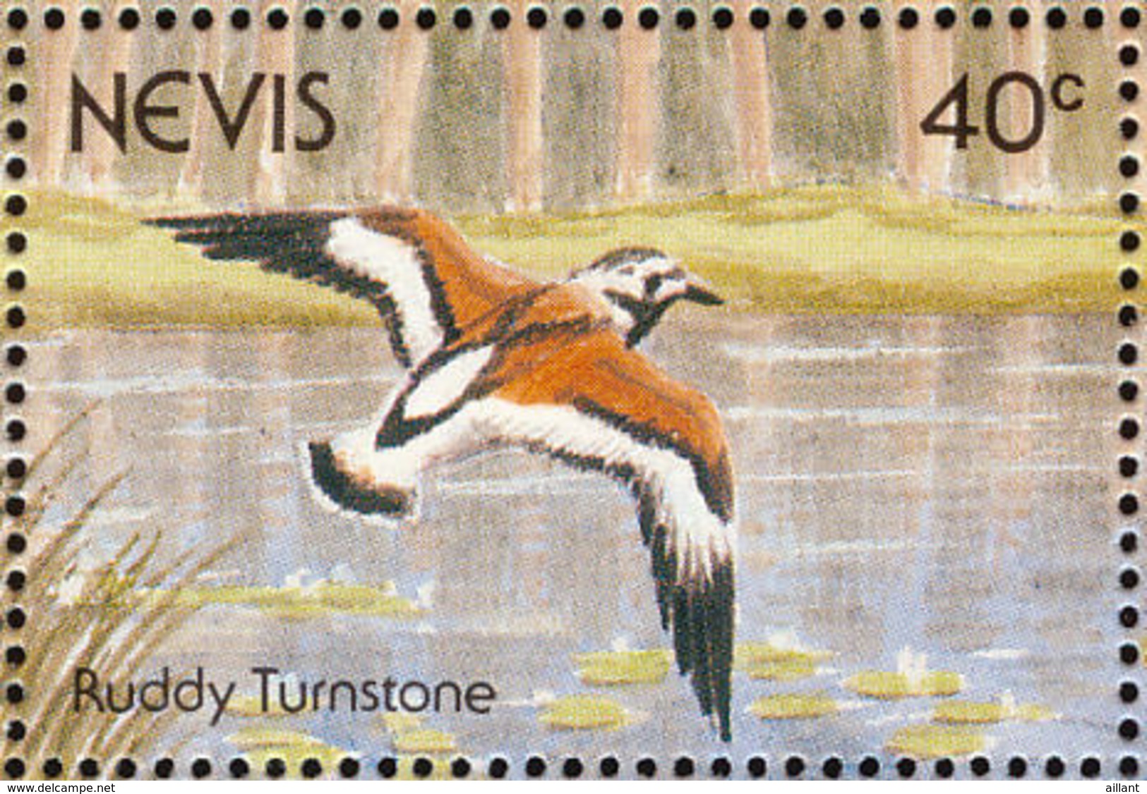 Nevis. 1991  . Tournepierre à Collier   Ruddy Turnstone - Sonstige & Ohne Zuordnung