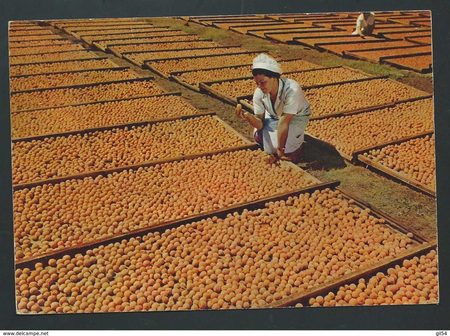 Cpa "Bechuanaland - Drying Apricots Affranchie En Janvier 1957 - Raa 3615 - 1885-1964 Protectorado De Bechuanaland