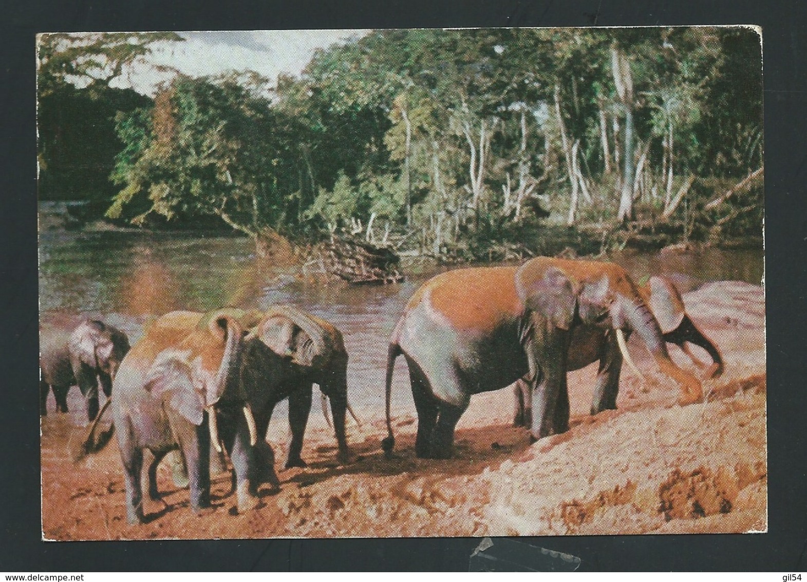 Cpm "  Kenya (Nairobi ) Elephants Bathing   Affranchie En 1961 - Raa 3618 - Kenya, Uganda & Tanganyika