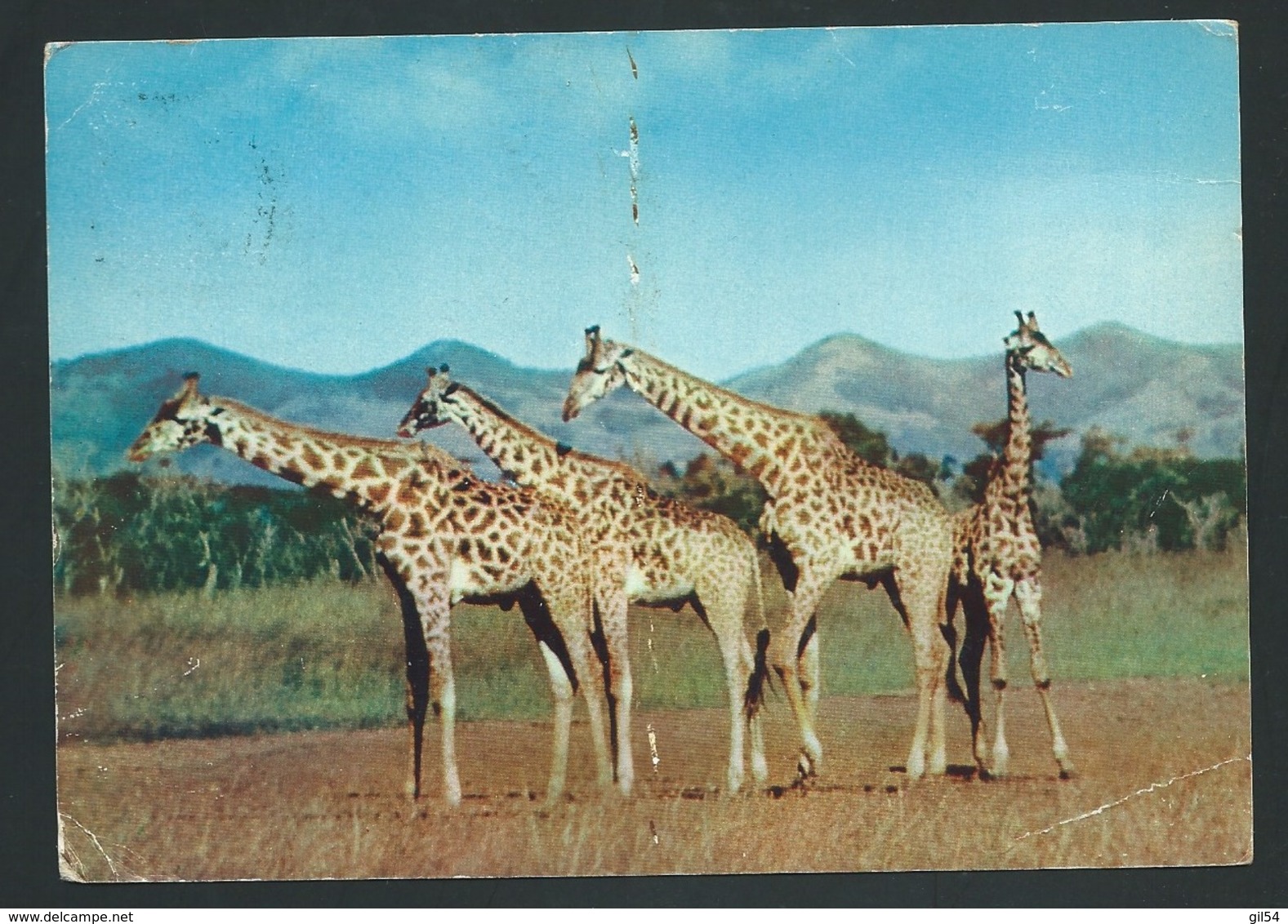 Cpm "Basutoland Giraffe " Affranchie En 1956 - Raa 3616 - 1933-1964 Colonia Británica