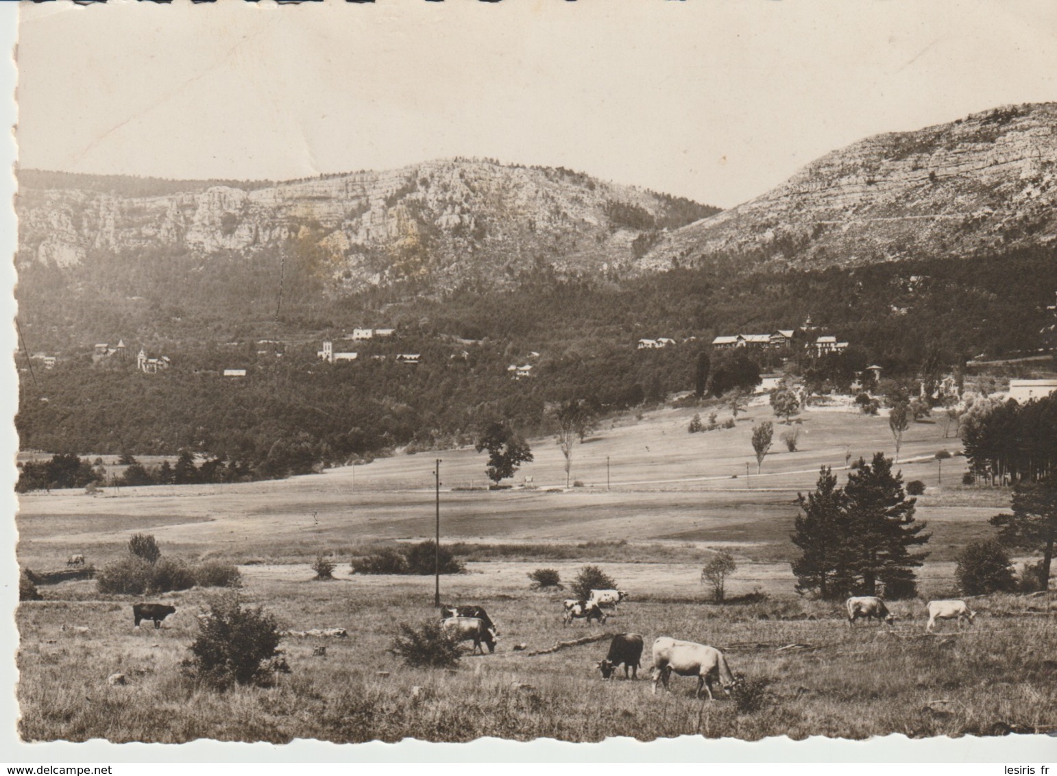 C. P. - PHOTO - THORENC - VUE GÉNÉRALE - FRANK - ANIMÉE - TROUPEAU DE VACHES - Otros & Sin Clasificación