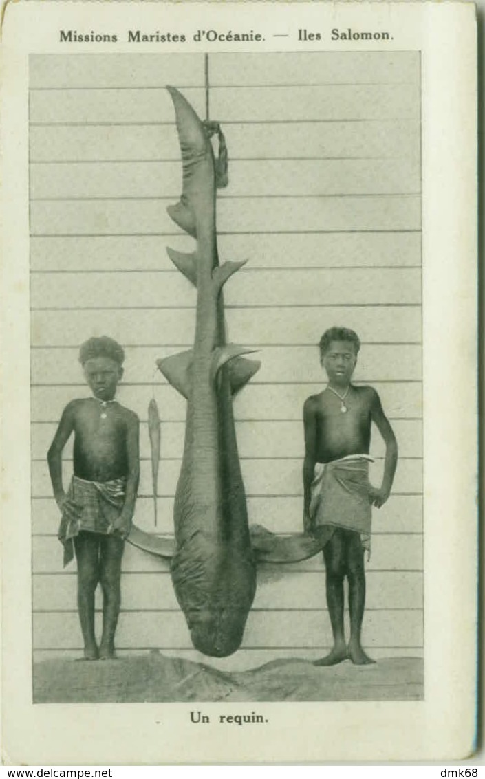 SOLOMON ISLANDS / ILES SALOMON - UN REQUIN - MISSION MARISTES D'OCEANIE - 1910s (BG4884) - Solomoneilanden